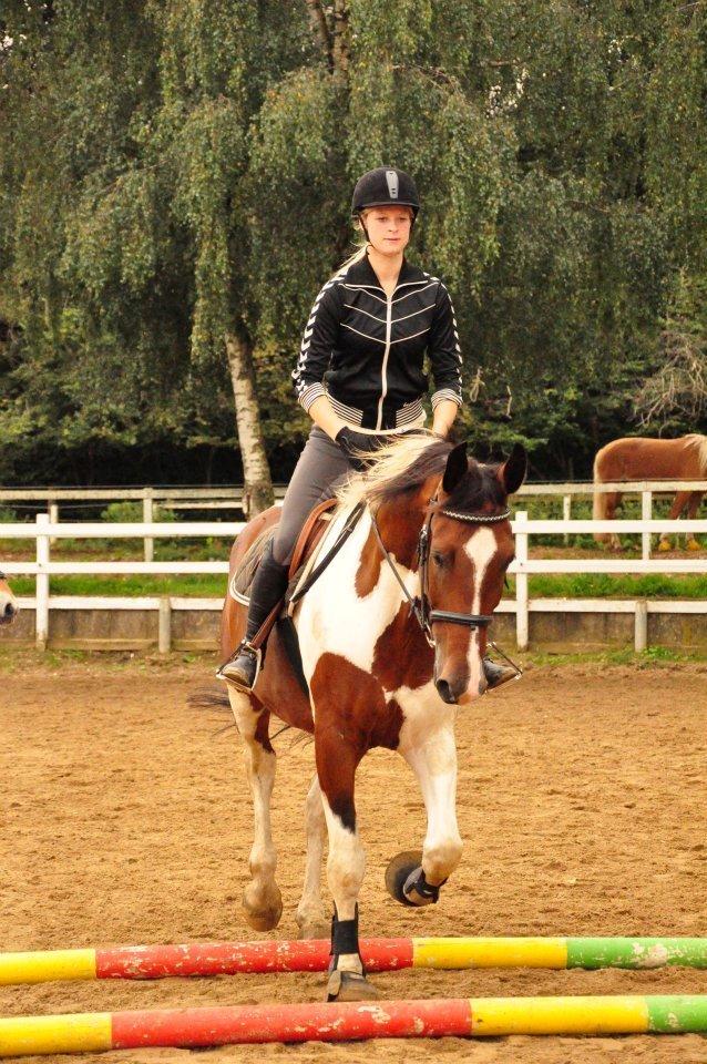 Pinto Shamrocks Jumping Jack Flash/Hoelgaard's Ferrari E - Ridelejr billede 7