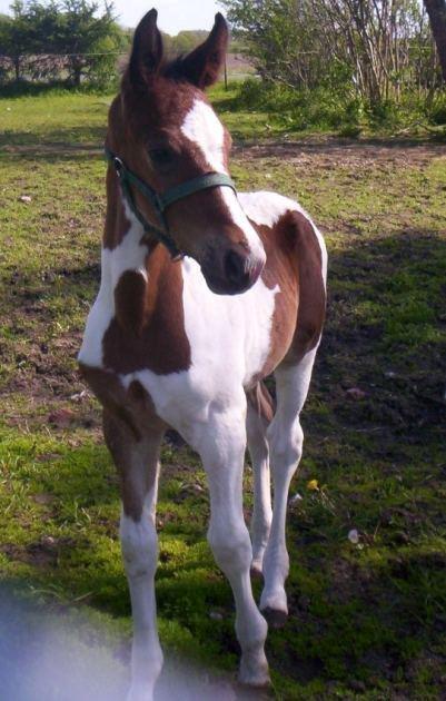 Pinto Shamrocks Jumping Jack Flash/Hoelgaard's Ferrari E - En lille, sød Jack <3 billede 1