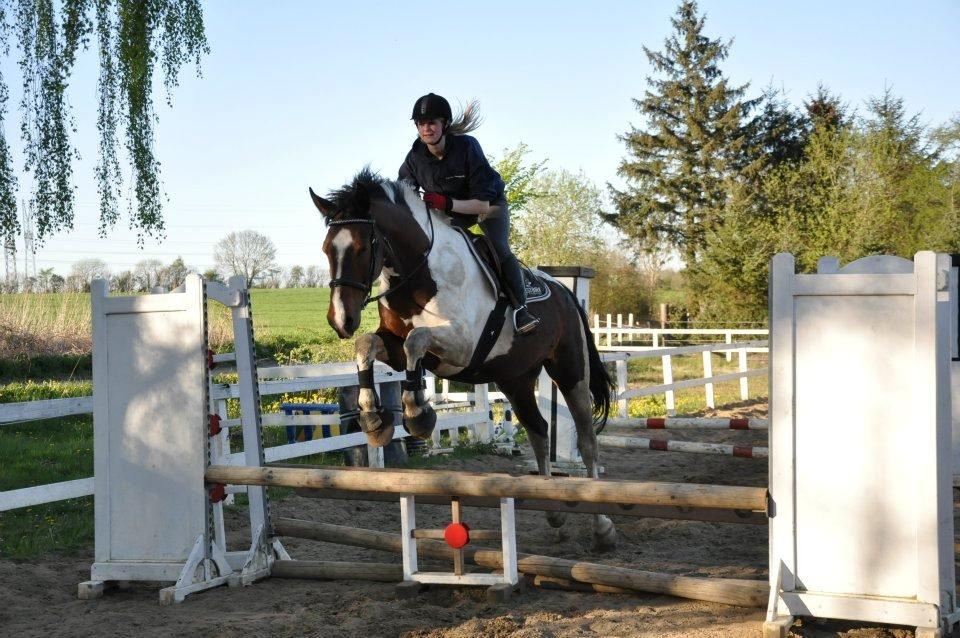 Pinto Shamrocks Jumping Jack Flash/Hoelgaard's Ferrari E - Springundervisning billede 15