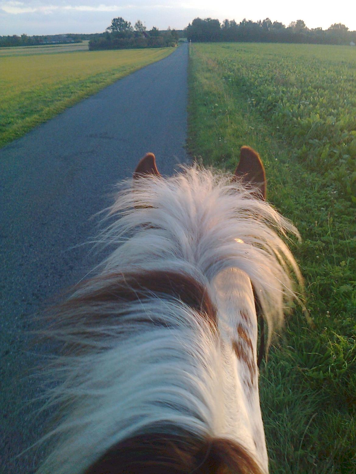 Anden særlig race Wotan - Dejlig ridetur den ene aften <3 billede 5