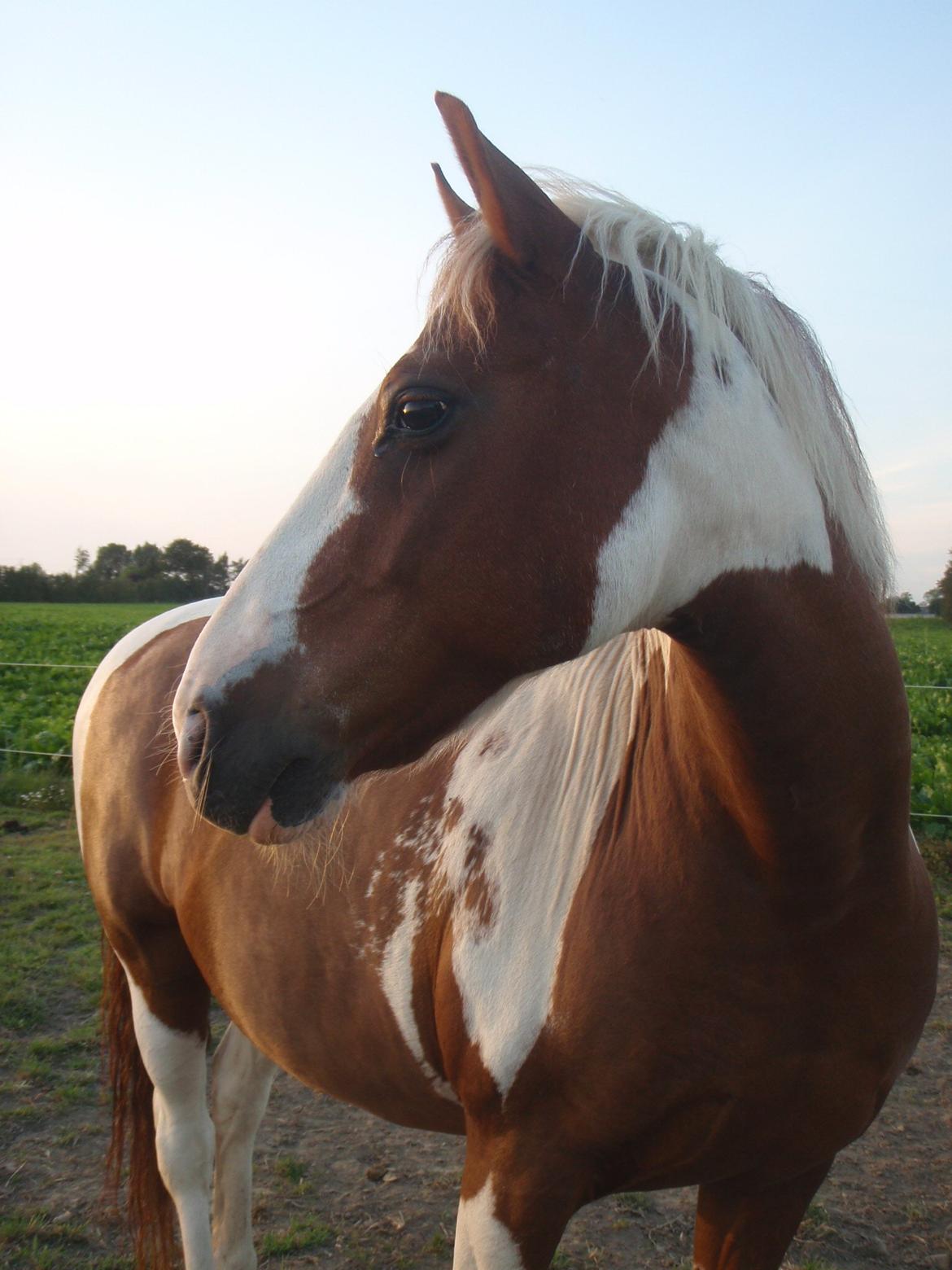 Anden særlig race Wotan - Min sommer-pony <3 billede 6