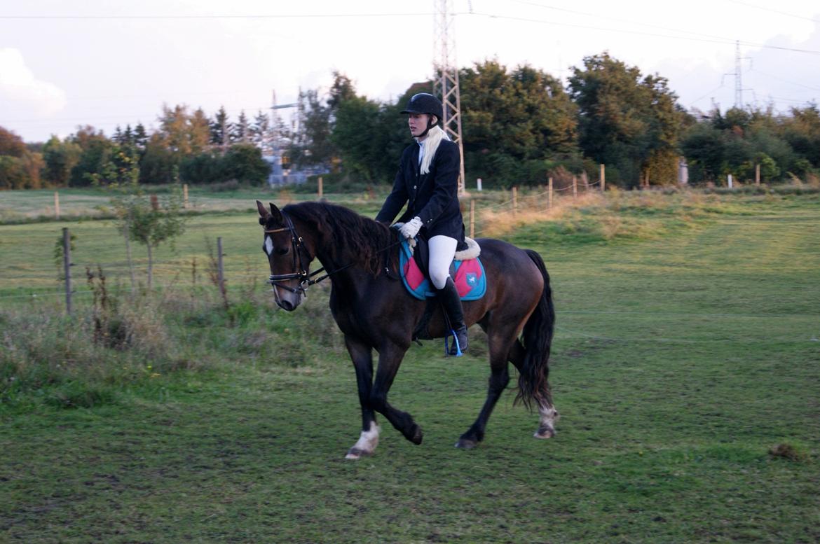 Welsh Cob (sec D) Menai Merci billede 1
