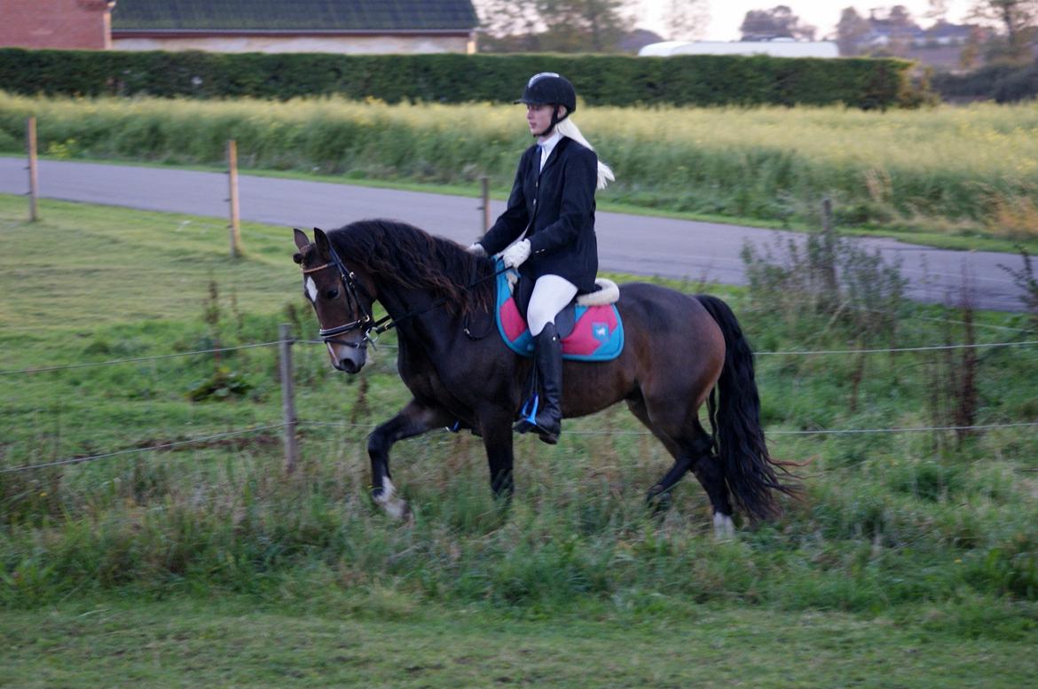 Welsh Cob (sec D) Menai Merci billede 2
