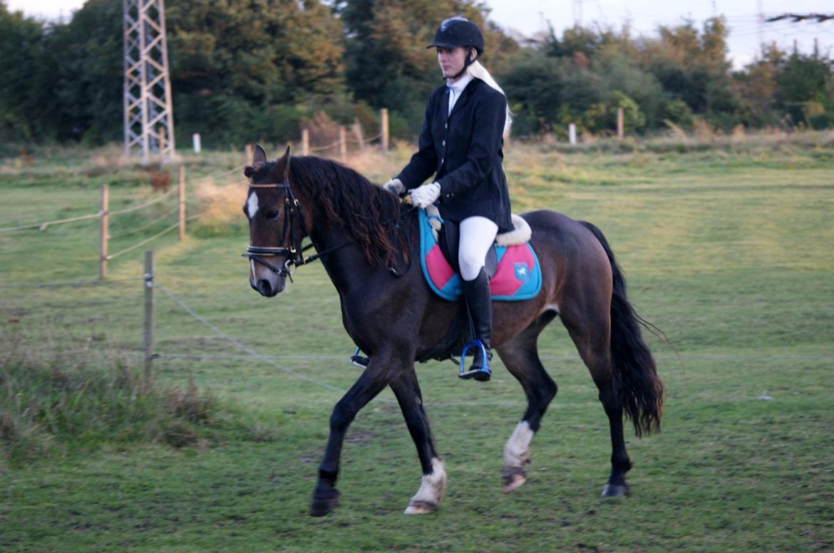 Welsh Cob (sec D) Menai Merci billede 3