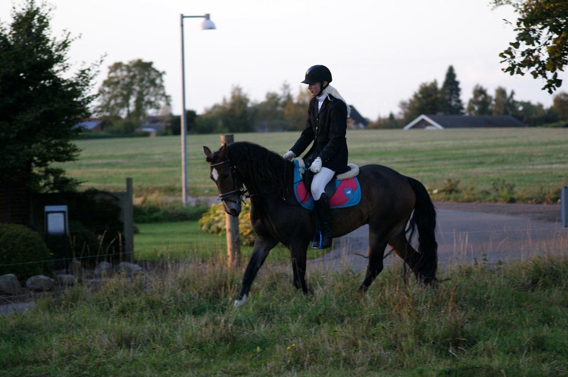 Welsh Cob (sec D) Menai Merci billede 4