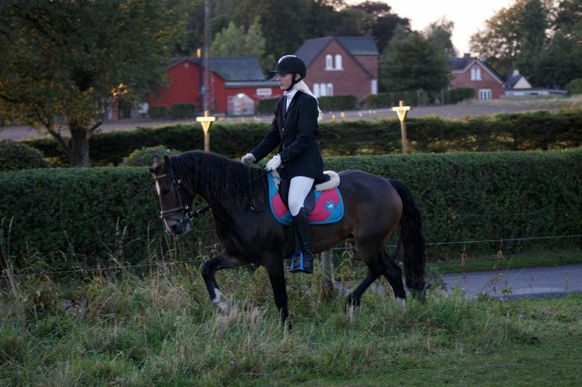 Welsh Cob (sec D) Menai Merci billede 5