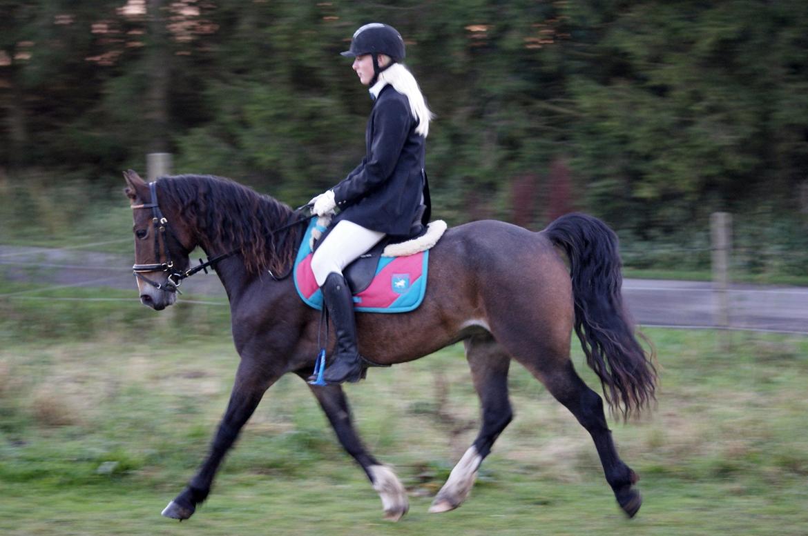 Welsh Cob (sec D) Menai Merci billede 6