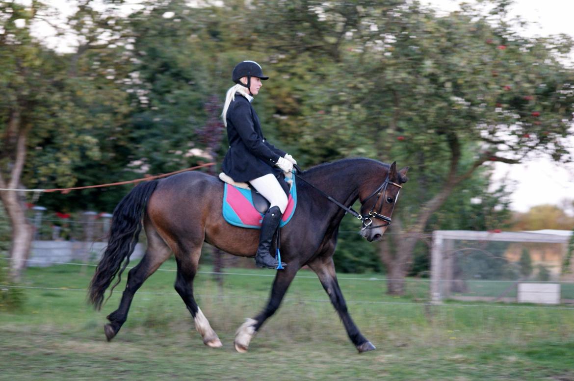 Welsh Cob (sec D) Menai Merci billede 7