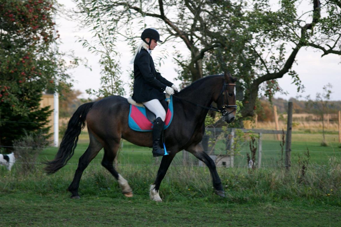 Welsh Cob (sec D) Menai Merci billede 8