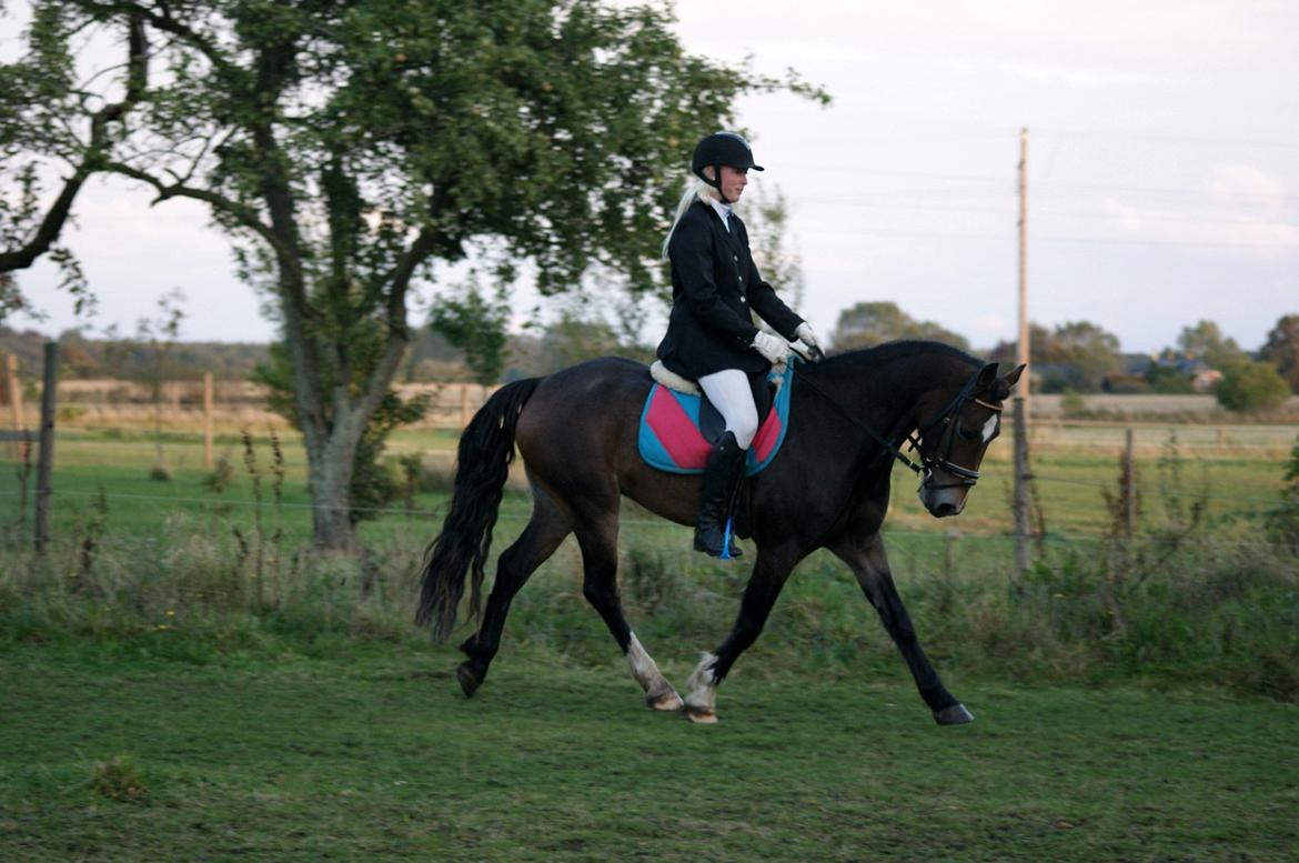 Welsh Cob (sec D) Menai Merci billede 9