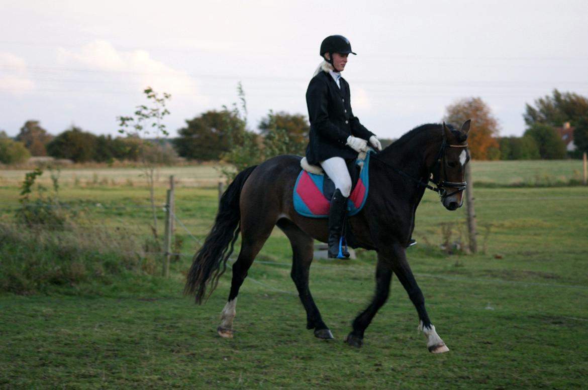 Welsh Cob (sec D) Menai Merci billede 10