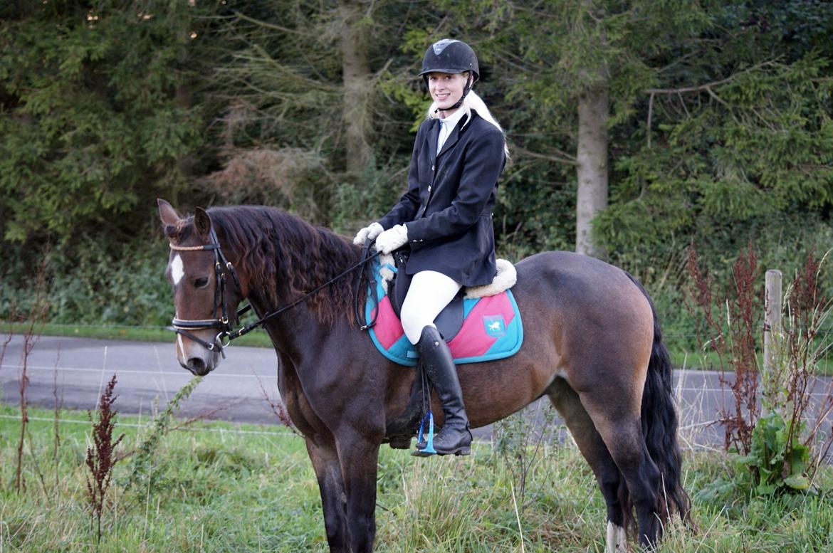 Welsh Cob (sec D) Menai Merci billede 11