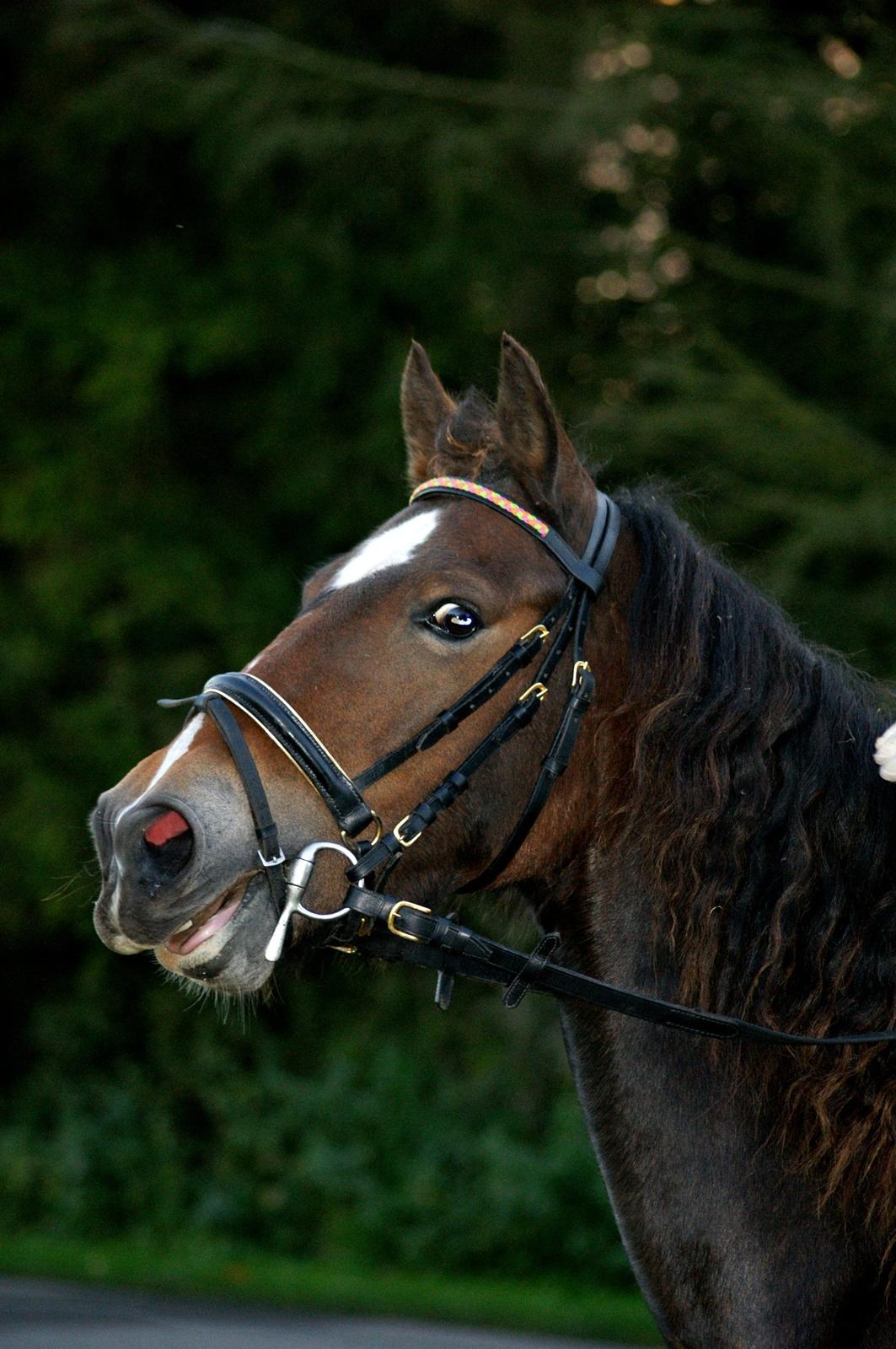 Welsh Cob (sec D) Menai Merci billede 12