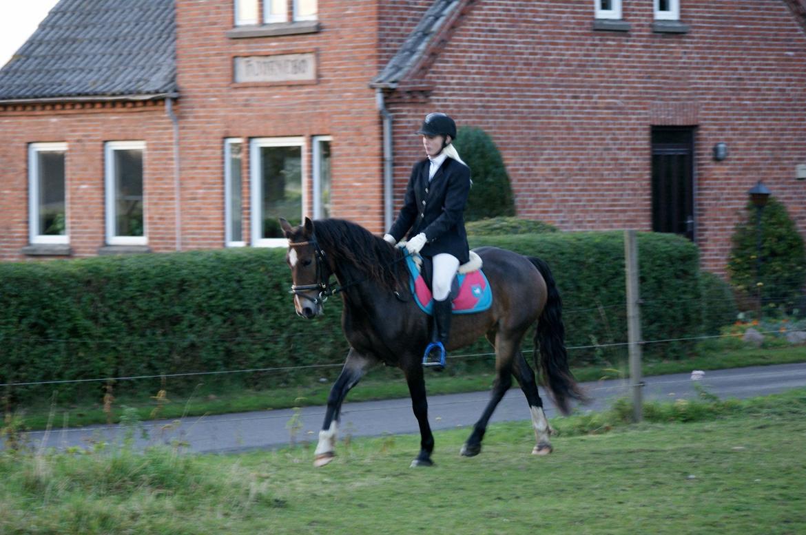 Welsh Cob (sec D) Menai Merci billede 13