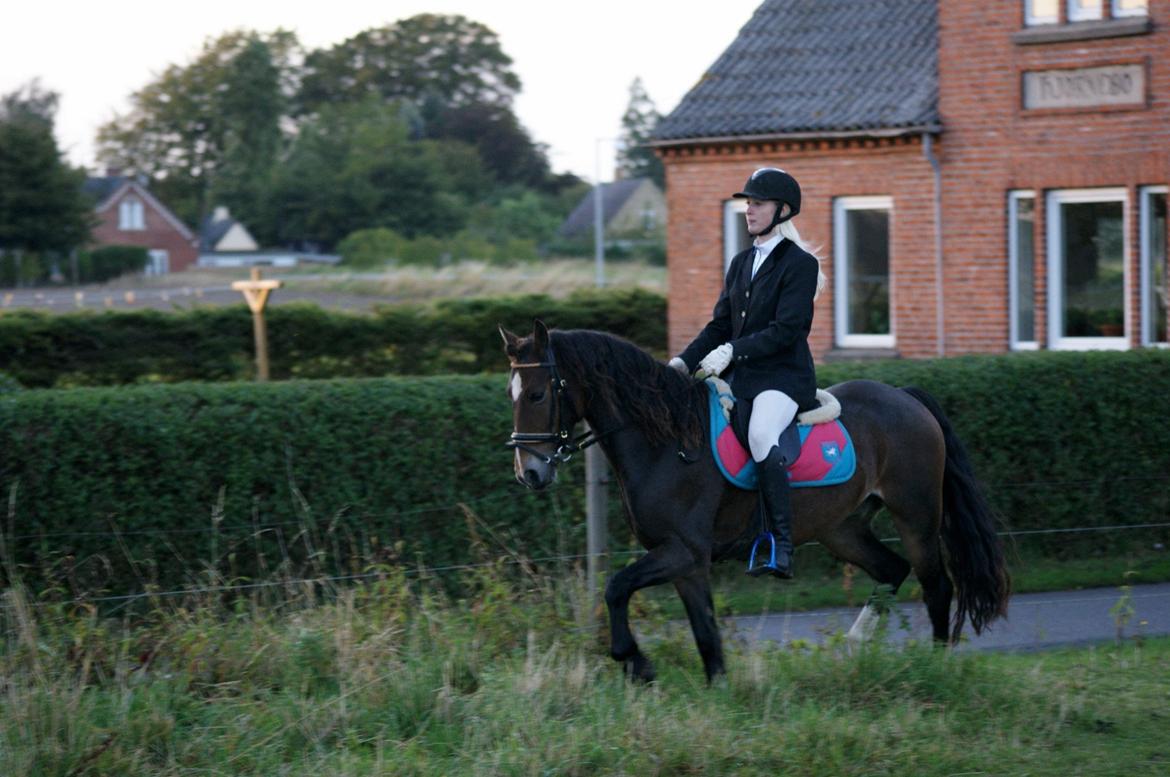 Welsh Cob (sec D) Menai Merci billede 14