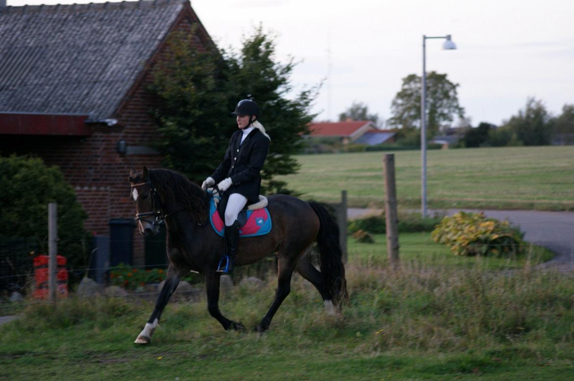 Welsh Cob (sec D) Menai Merci billede 15