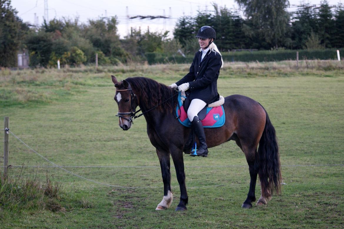 Welsh Cob (sec D) Menai Merci billede 16