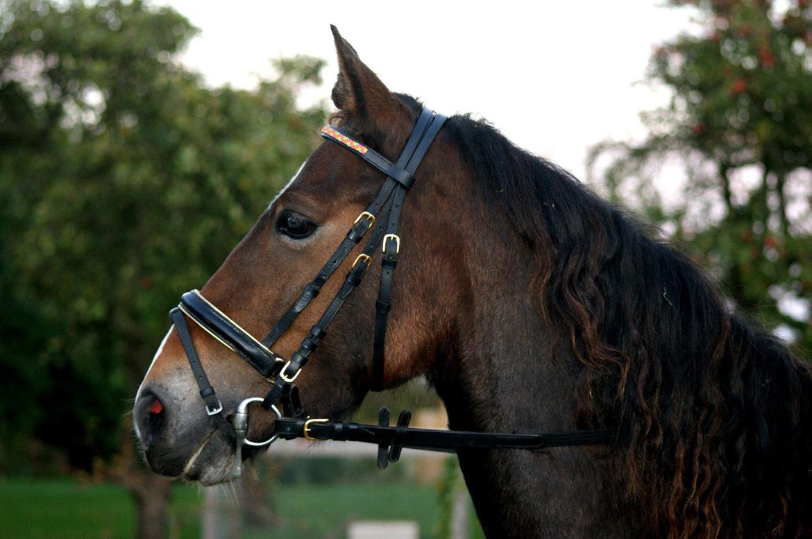 Welsh Cob (sec D) Menai Merci billede 17