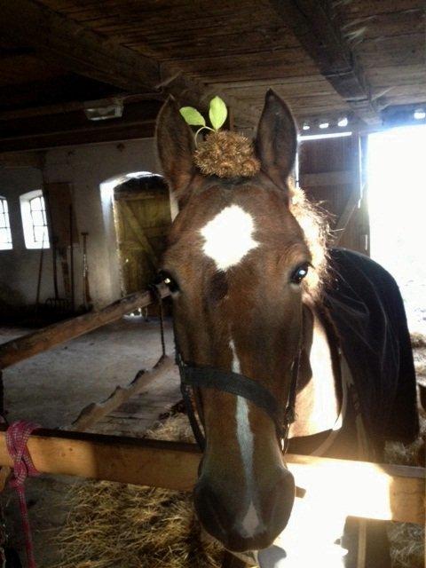 Welsh Cob (sec D) Menai Merci billede 18