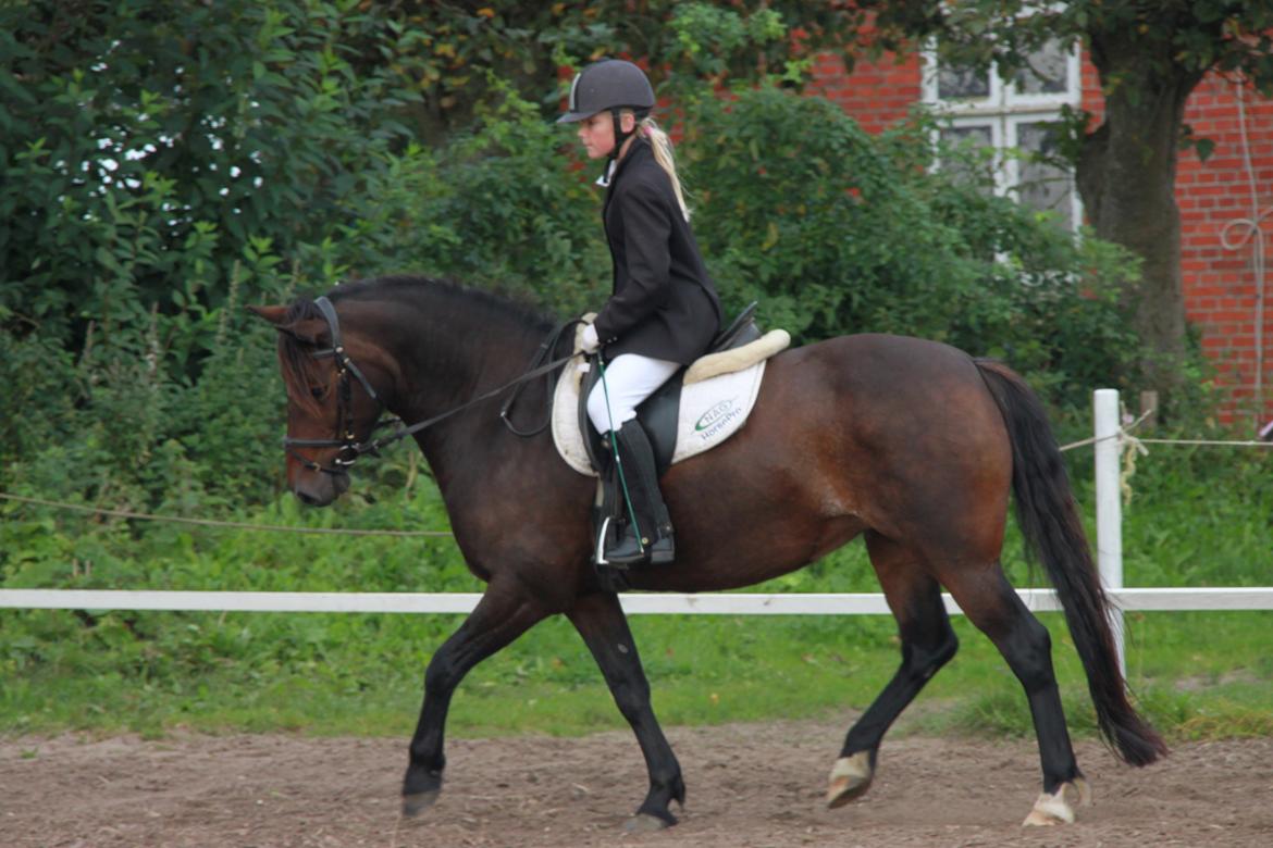 Anden særlig race Freja - Dressur stævne sommer 2012. billede 15