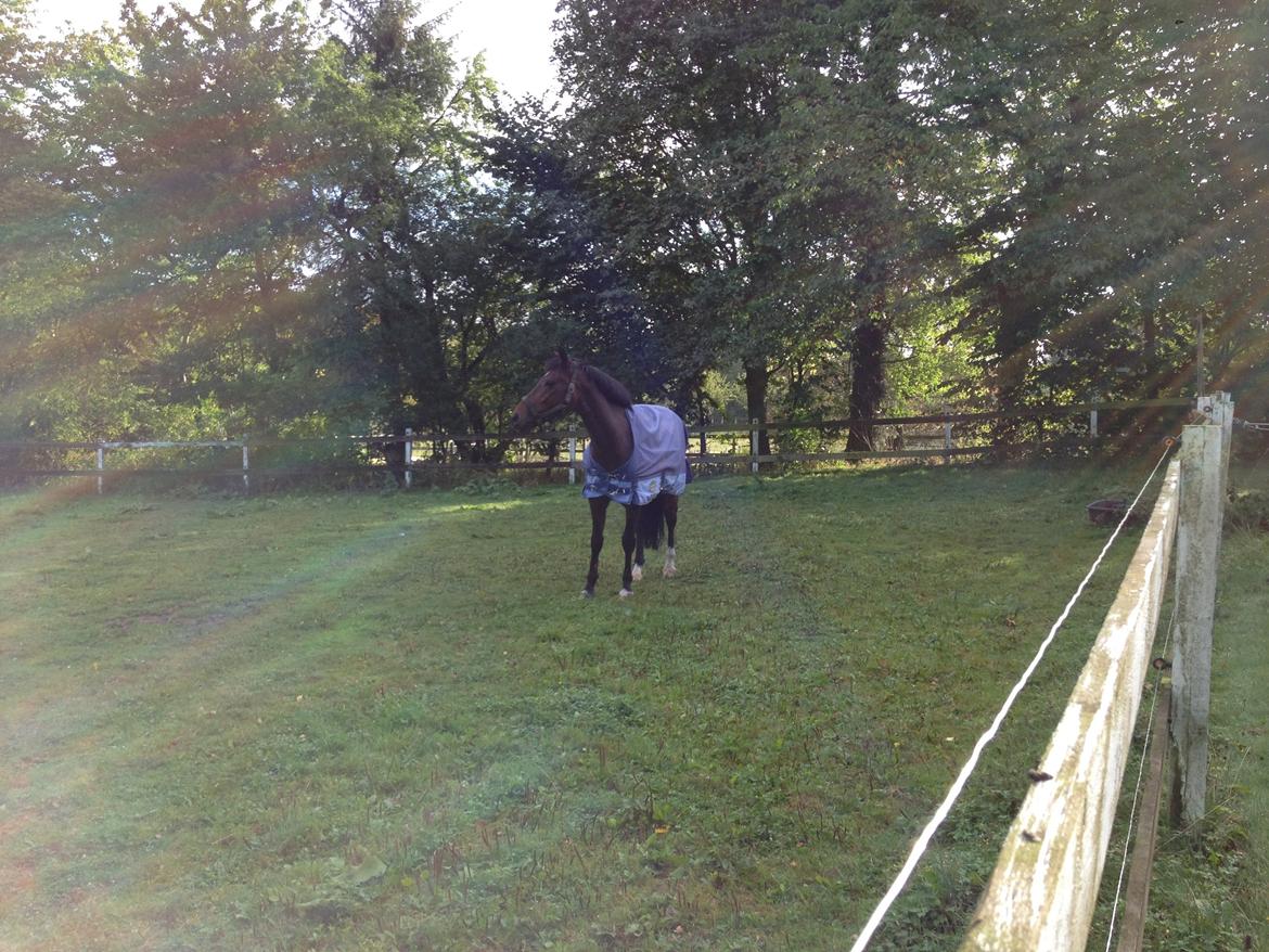 Anden særlig race Sabu billede 7