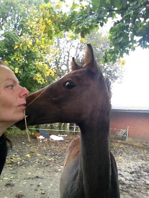 Anden særlig race Antos Just Perfect *Pindemand* billede 1