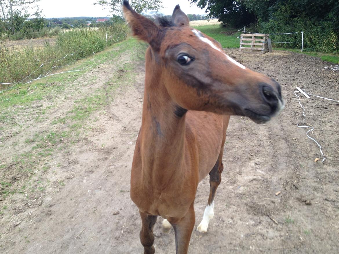 Anden særlig race Antos Just Perfect *Pindemand* billede 3