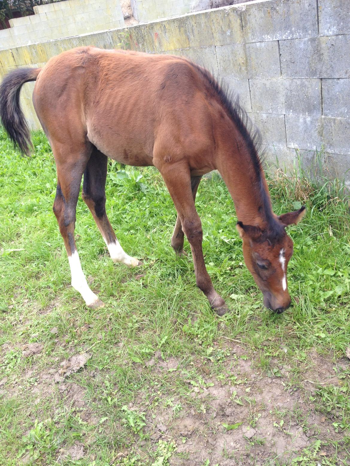 Anden særlig race Antos Just Perfect *Pindemand* billede 4