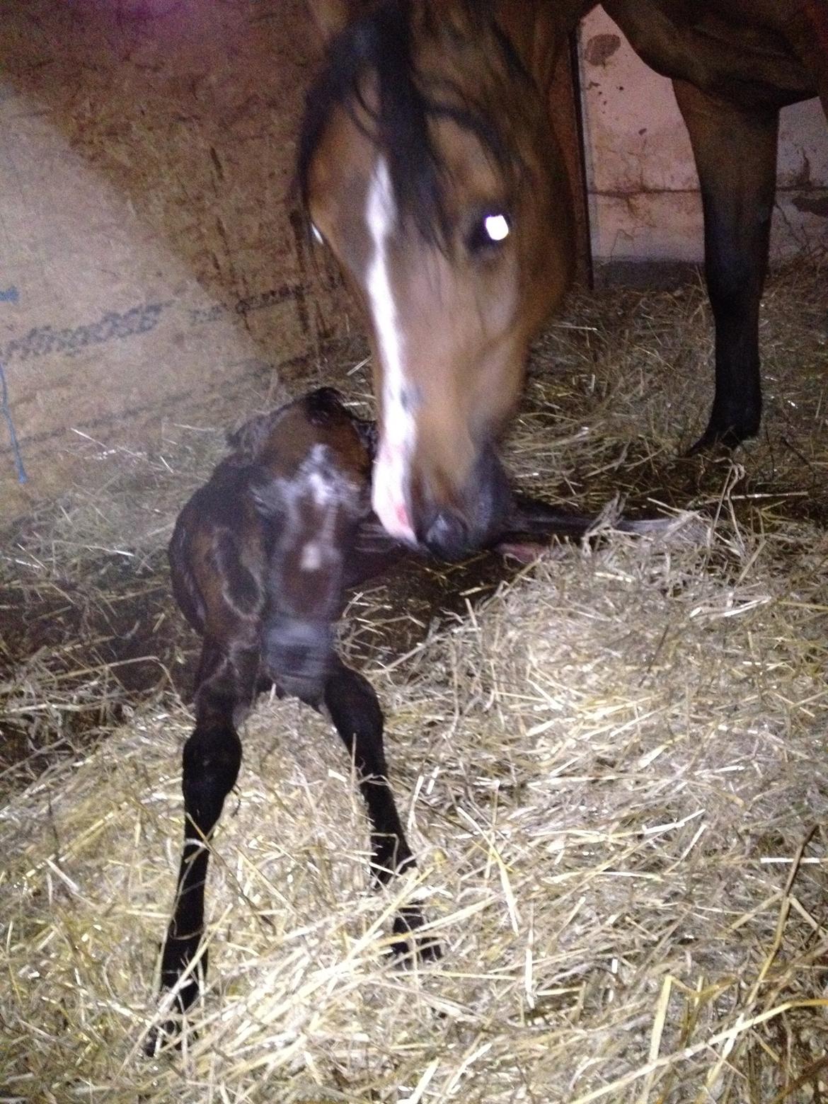 Anden særlig race Antos Just Perfect *Pindemand* billede 5