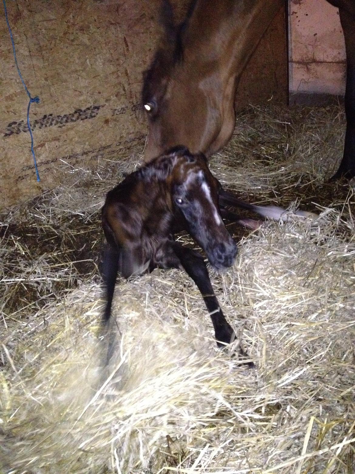 Anden særlig race Antos Just Perfect *Pindemand* billede 6