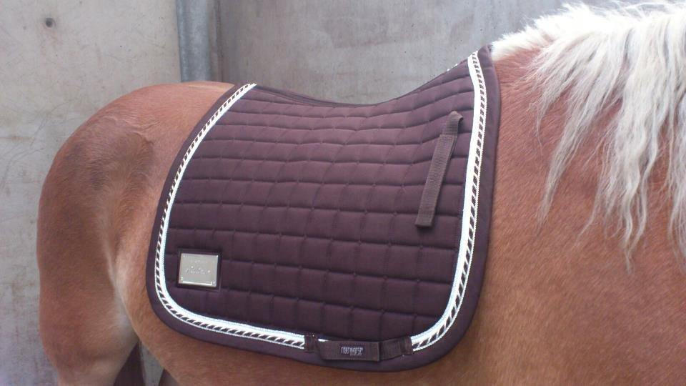 Tyroler Haflinger Wilox (låne hest) billede 20