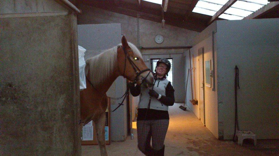 Tyroler Haflinger Wilox (låne hest) billede 14