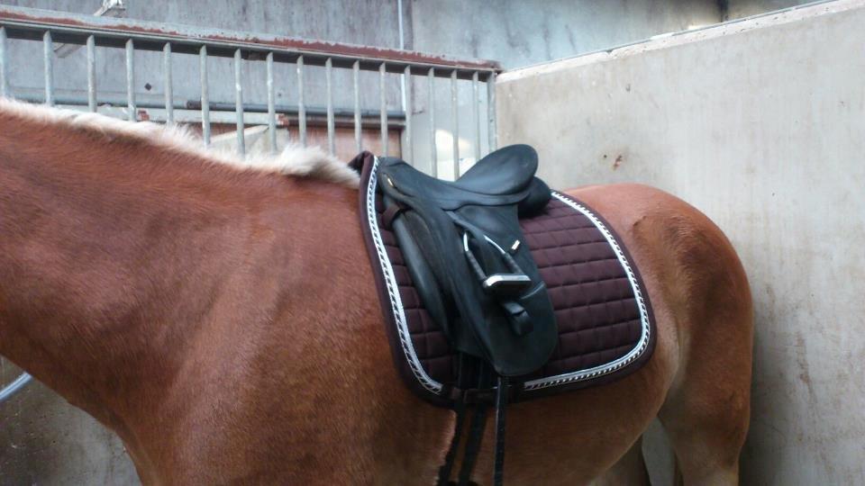 Tyroler Haflinger Wilox (låne hest) billede 21