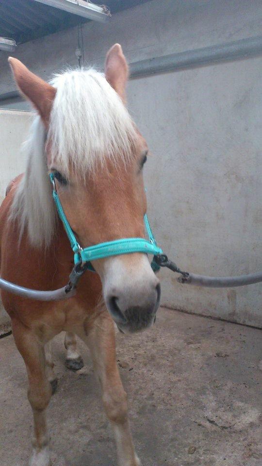 Tyroler Haflinger Wilox (låne hest) billede 18