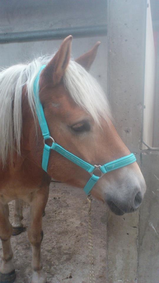 Tyroler Haflinger Wilox (låne hest) billede 19