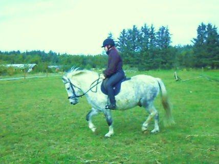 Anden særlig race Elvis(pelsdyret)(slogt):'( billede 13