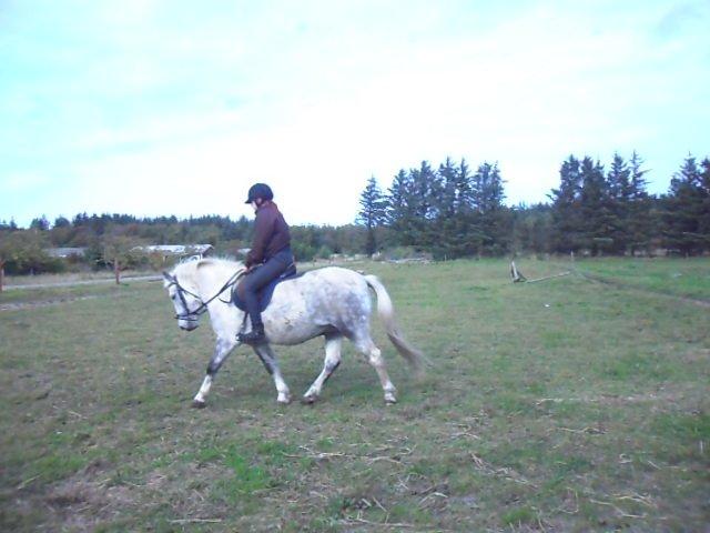 Anden særlig race Elvis(pelsdyret)(slogt):'( billede 14