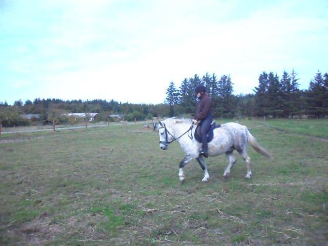 Anden særlig race Elvis(pelsdyret)(slogt):'( billede 15