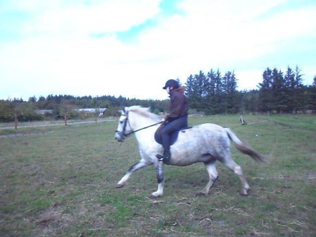 Anden særlig race Elvis(pelsdyret)(slogt):'( billede 16