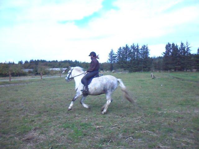 Anden særlig race Elvis(pelsdyret)(slogt):'( billede 17