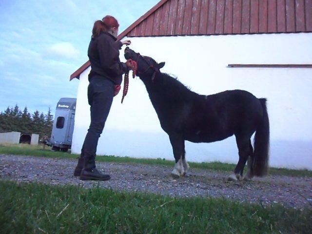 Shetlænder sararbi(biss) billede 15