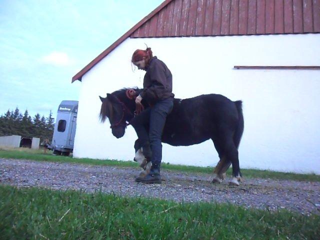 Shetlænder sararbi(biss) billede 16