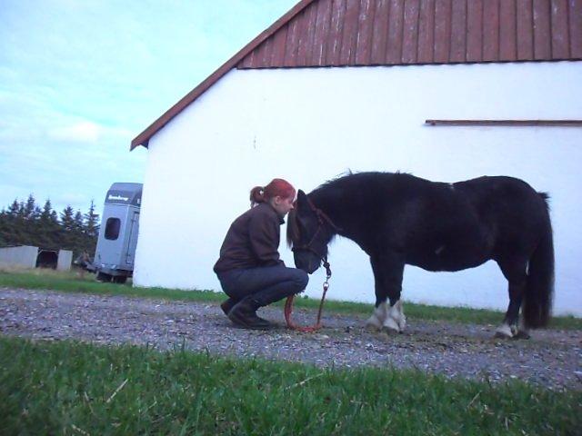 Shetlænder sararbi(biss) billede 17