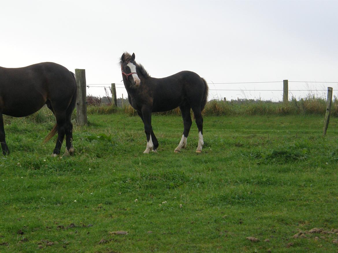 Welsh Pony af Cob-type (sec C) St. Tidsel Brandon billede 3