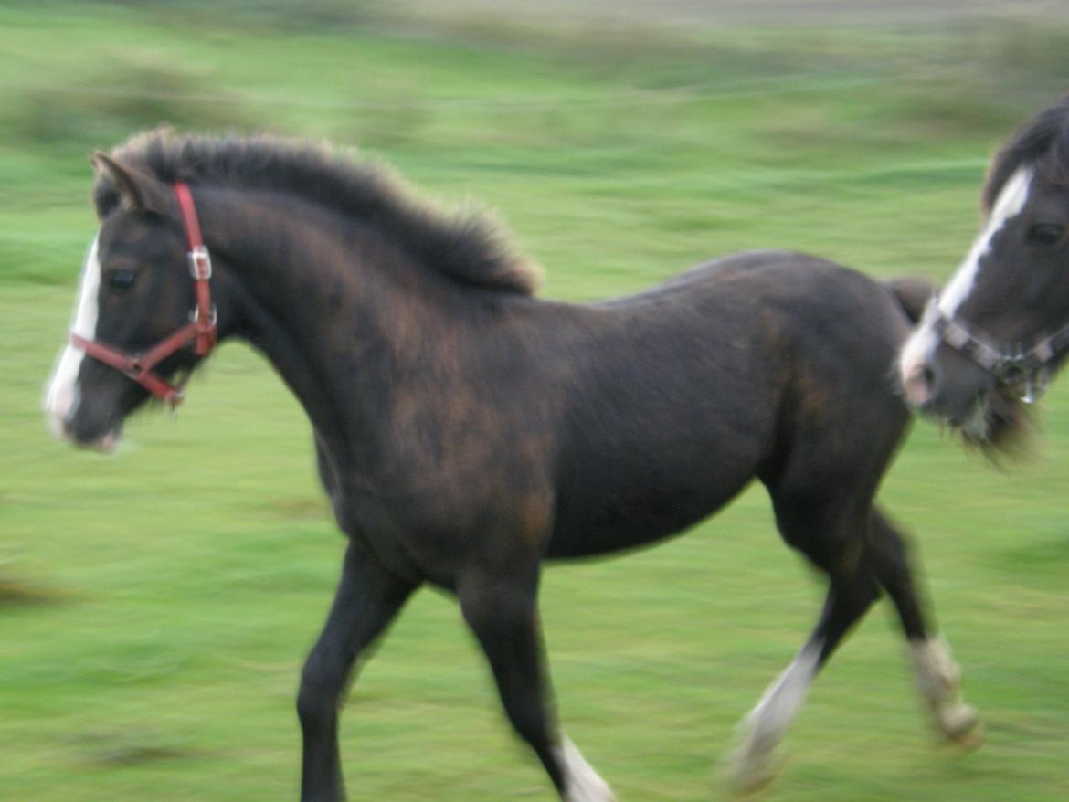 Welsh Pony af Cob-type (sec C) St. Tidsel Brandon billede 4