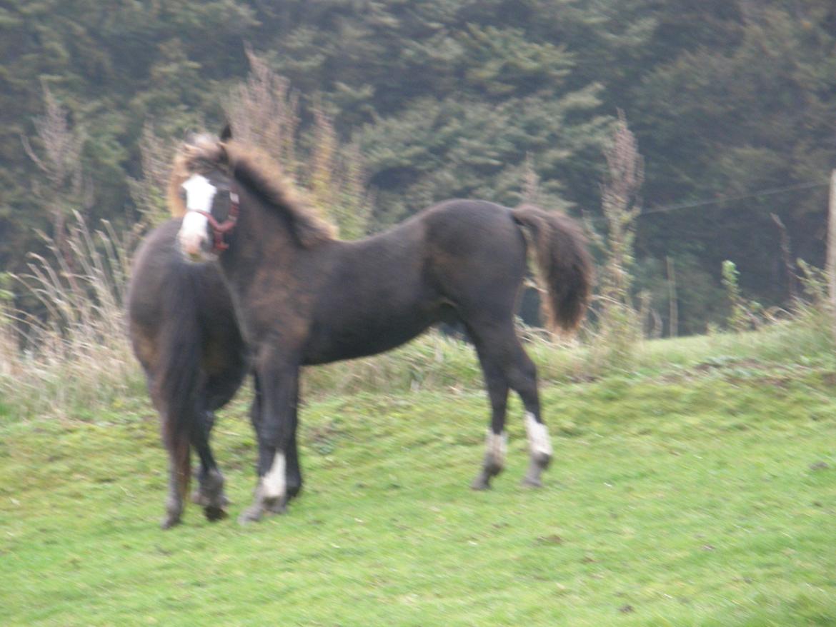 Welsh Pony af Cob-type (sec C) St. Tidsel Brandon billede 7
