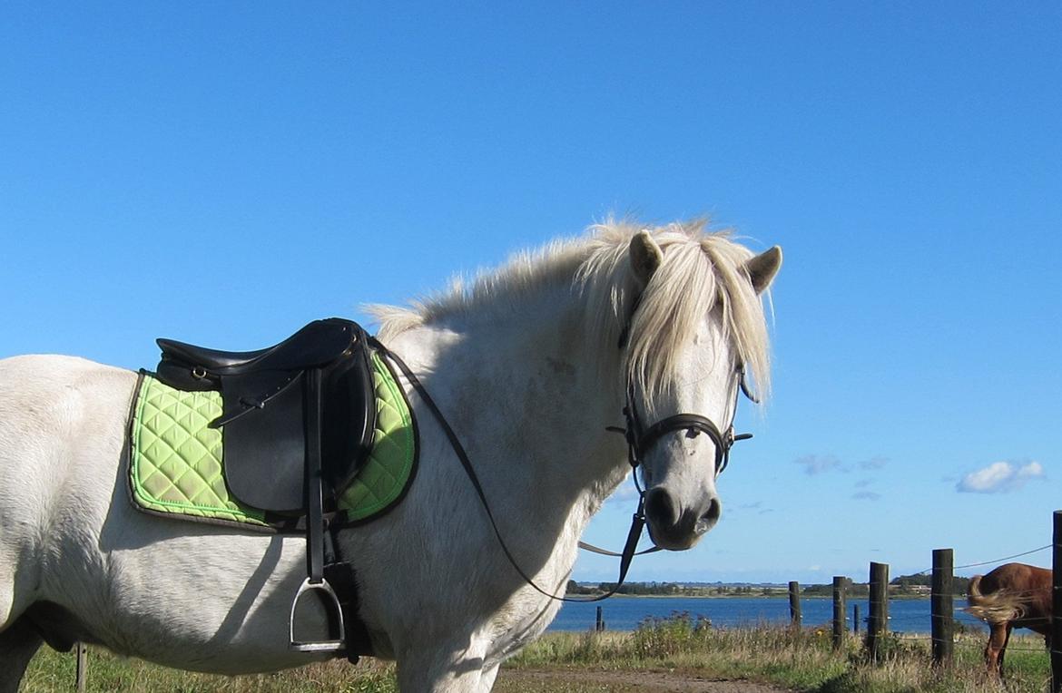 Islænder Jökull billede 5