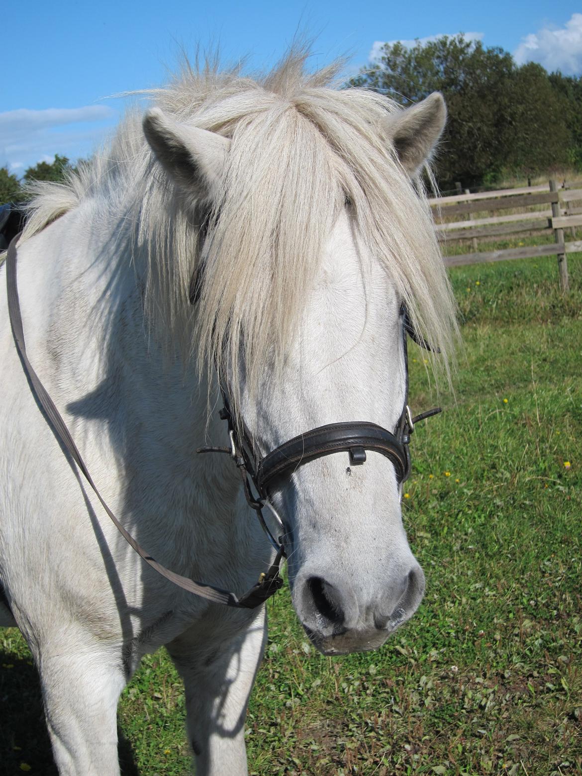 Islænder Jökull - Søde Jökull<3 billede 2