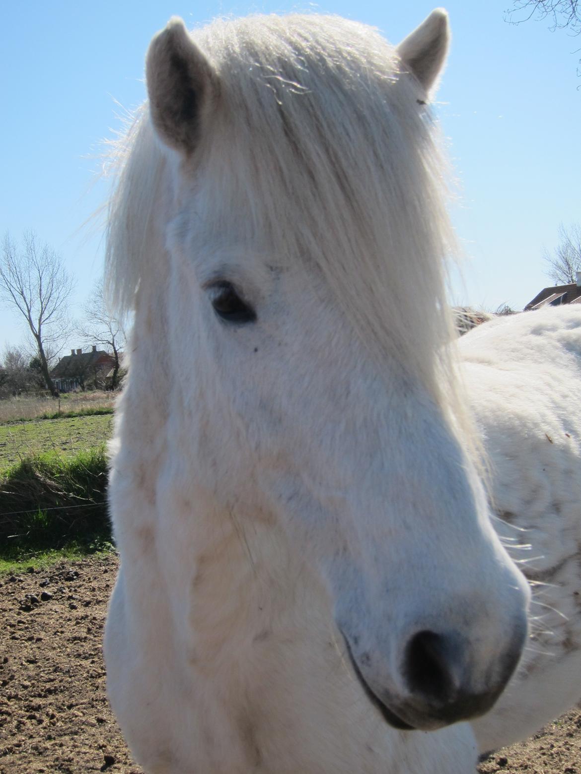 Islænder Jökull billede 4