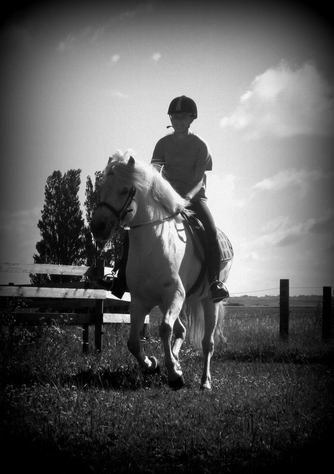 Islænder Jökull billede 3